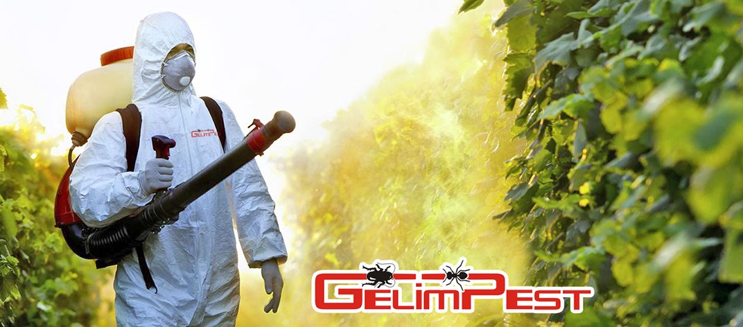 Desinsectación hostelería en Málaga