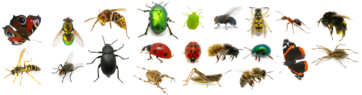 Servicios de desinsectación Málaga