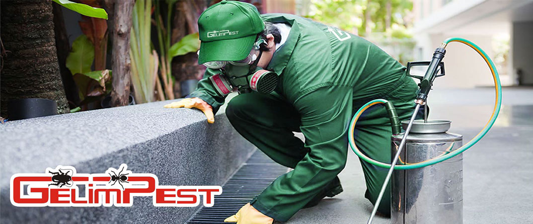 Empresa de desratización en Málaga