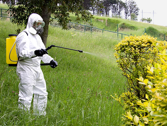 Empresa de desinsectación Málaga