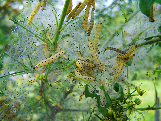 Tratamiento sanitario 