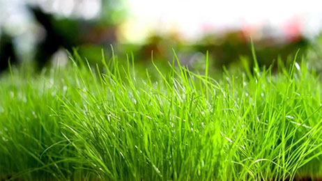 Gelimser especializado en control de plagas