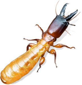 Tratamiento de la madera