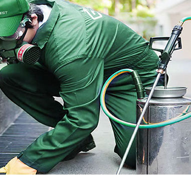 Desratización en Málaga